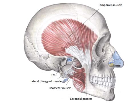 masseter compression test|TMJ—Masseter Muscle—Compress an.